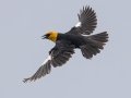 Yellow-headed Blackbird - 5201–5275 48th St SE - Streeter US-ND - Stutsman County - North Dakota - June 8 2023
