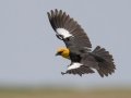 Yellow-headed Blackbird - 5201–5275 48th St SE - Streeter US-ND - Stutsman County - North Dakota - June 8 2023