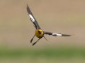 Yellow-headed Blackbird - 5201–5275 48th St SE - Streeter US-ND - Stutsman County - North Dakota - June 8 2023