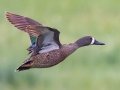 Blue-winged Teal - Sibley Lake - Kidder County - North Dakota - June 10 2023