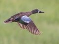 Blue-winged Teal - Sibley Lake - Kidder County - North Dakota - June 10 2023