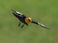 Yellow-headed Blackbird - 5201–5275 48th St SE - Streeter US-ND - Stutsman County - North Dakota - June 8 2023