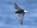 Black Tern - Kunkel School Section Prairie - Kidder County - North Dakota - June 10 2023