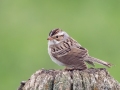 Clay-colored Sparrow - Sibley Lake - Kidder County - North Dakota - June 10 2023