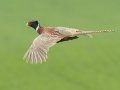 Ring-necked Pheasant - Sibley Lake - Kidder County - North Dakota - June 10 2023
