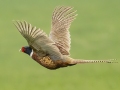 Ring-necked Pheasant - Sibley Lake - Kidder County - North Dakota - June 10 2023