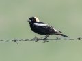 Bobolink - McPhail Slouth - Kidder County - North Dakota - June 10 2023