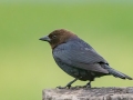 Brown-headed Cowbird  - Sibley Lake - Kidder County - North Dakota - June 10 2023
