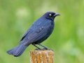 Brewer's Blackbird - Sibley Lake - Kidder County - North Dakota - June 10 2023