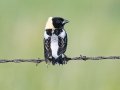 Bobolink - McPhail Slouth - Kidder County - North Dakota - June 10 2023
