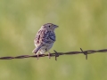 Grasshopper Sparrow - Kunkel School Section Prairie - Kidder County - North Dakota - June 10 2023