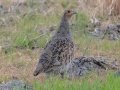 Gray Partridge -5201–5275 48th St SE - Streeter US-ND - Stutsman County - North Dakota - June 8 2023