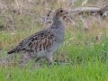 Gray Partridge -5201–5275 48th St SE - Streeter US-ND - Stutsman County - North Dakota - June 8 2023