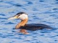Red-necked Grebe - McPhail Slouth - Kidder County - North Dakota - June 10 2023