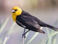 Yellow-headed Blackbird - Des Moines Lake - Kidder County - North Dakota - June 10 2023