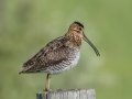 Wilson's Snipe - Tappen Slough - Kidder County - North Dakota - June 11 2023