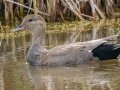Gadwall - Sibley Lake - Kidder County - North Dakota - June 10 2023