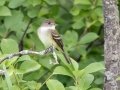 Least Flycatcher- Sibley Lake - Kidder County - North Dakota - June 10 2023