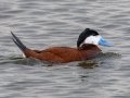 Ruddy Duck -5201–5275 48th St SE - Streeter US-ND - Stutsman County - North Dakota - June 8 2023