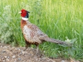 Ring-necked Pheasant - Arrowwood NWR - Stutsman County - North Dakota - June 9 2023