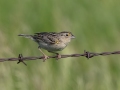 Grasshopper Sparrow -  Tappen Slough - Kidder County - North Dakota - June 11 2023