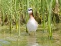 Wilson's Phalarope - Sibley Lake - Kidder County - North Dakota - June 10 2023