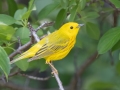 Yellow Warbler (Northern) - Sibley Lake - Kidder County - North Dakota - June 10 2023