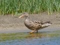 Northern Shoveler - Sibley Lake - Kidder County - North Dakota - June 10 2023