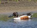 Northern Shoveler - Sibley Lake - Kidder County - North Dakota - June 10 2023