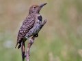 Northern Flicker