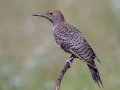 Northern Flicker