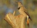 Northern Flicker