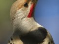 Northern Flicker
