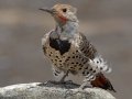 Northern Flicker