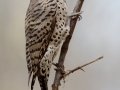 Northern Flicker