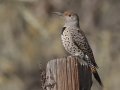 Northern Flicker