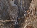 Northern Flicker
