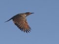 Northern Flicker