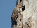 Northern Flicker
