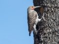 Northern Flicker