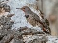 Northern Flicker - Mount Laguna - West Meadow Area