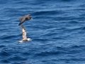 Northern Fulmar