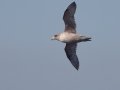 Northern Fulmar