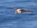 Northern Fulmar
