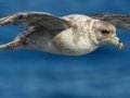 Northern Fulmar
