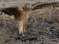 Northern Harrier