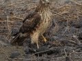 Northern Harrier