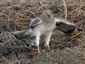 Northern Harrier