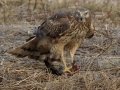 Northern Harrier