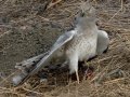 Northern Harrier